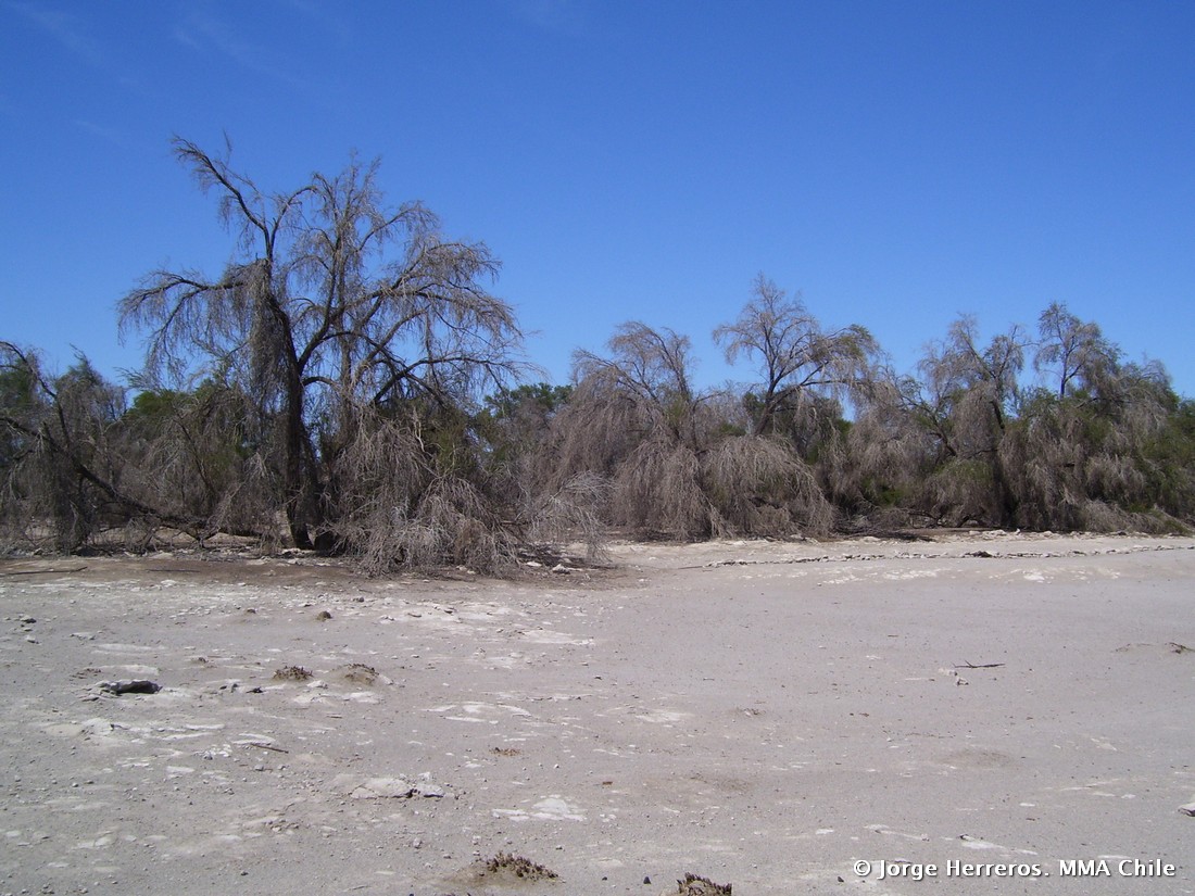 Reserva Nacional Pampa Del Tamarugal Simbio 1598