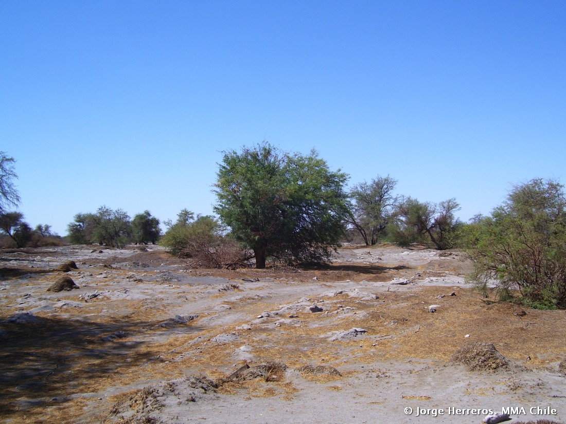 Reserva Nacional Pampa Del Tamarugal Simbio 6443